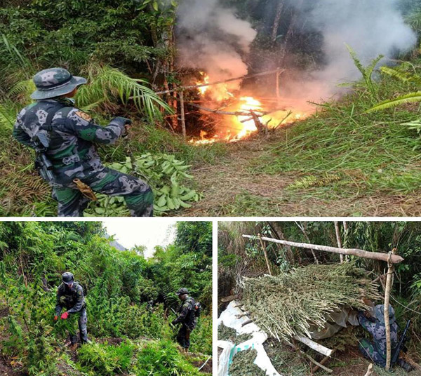 13.2-M worth Marijuana plants burned in Kibungan, Benguet