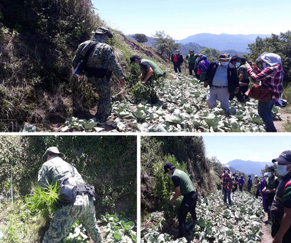 Farmer arrested for planting marijuana alongside his cabbages in Atok, Benguet
