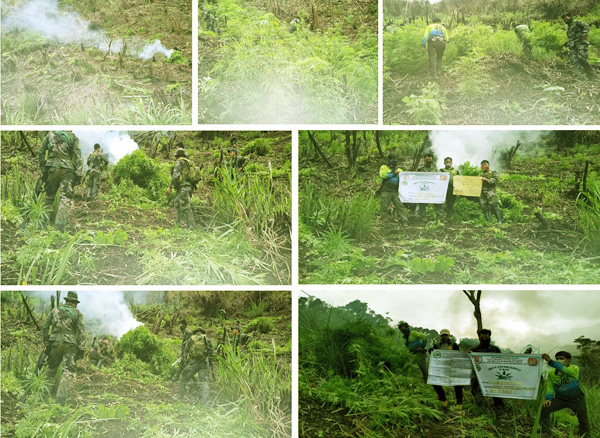 Kalinga COPS destroyed P5.2-M Marijuana plants