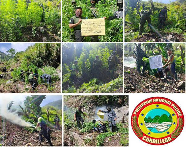 CIVILIAN TIP-OFF YIELDS P2.7M MARIJUANA PLANTS IN TINGLAYAN, KALINGA