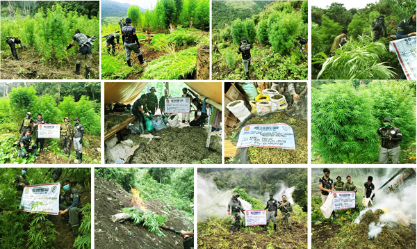 Marijuana plantation raid yields P95.4-M worth of marijuana