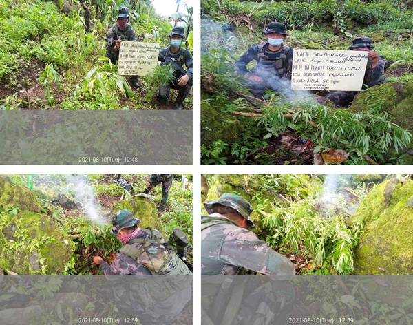 P80K worth of Marijuana plants discovered and destroyed in Benguet