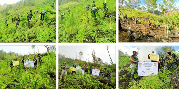 Marijuana eradication yields P20.23M worth of marijuana