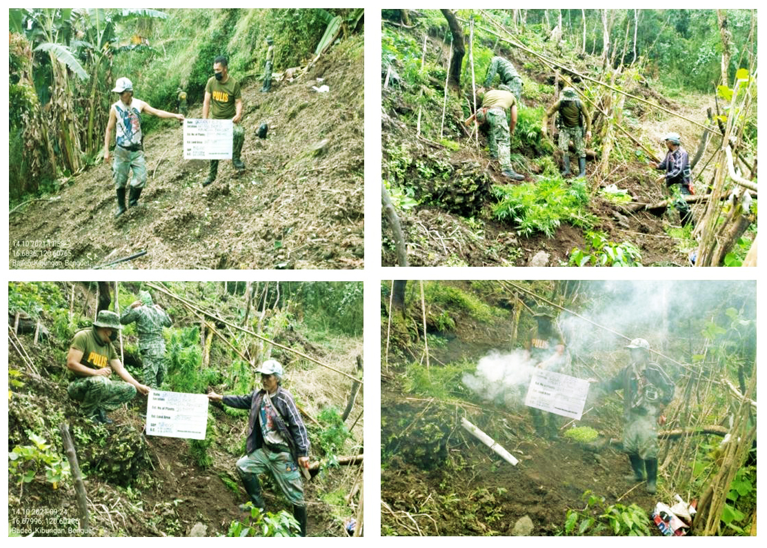 Barangay Captain joins Marijuana eradication in Benguet