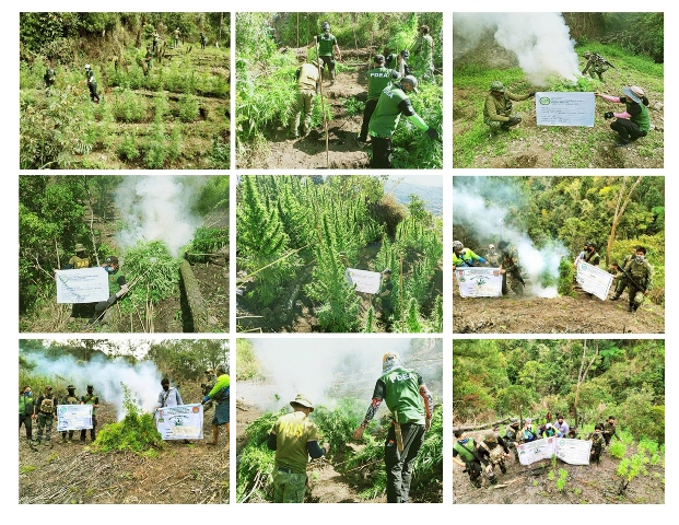 Over 4M worth of Marijuana plants burned in Cordillera