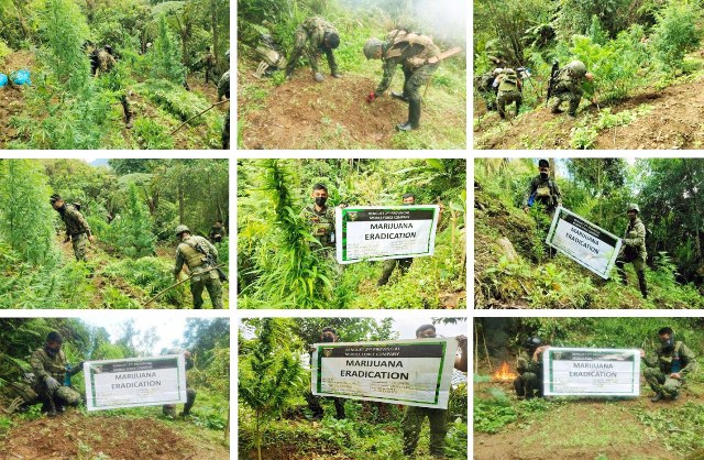13 Drug personalities, busted; over 14M worth of Marijuana eradicated in a weeklong anti-illegal drugs ops