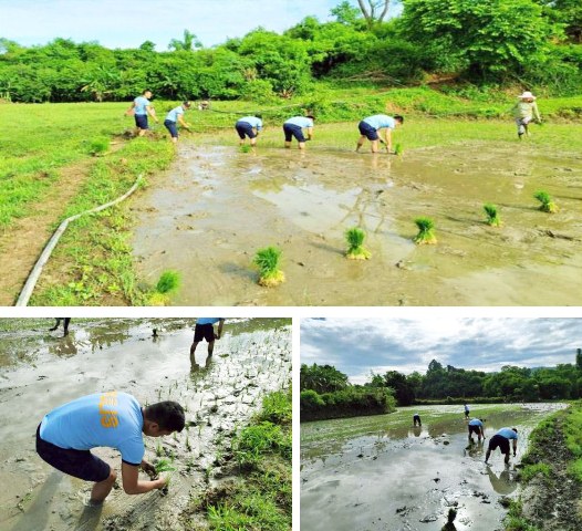 Ilang pulis tumulong sa pagtanim ng palay