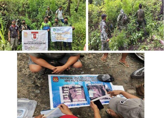 Another drug personality busted; P400K marijuana destroyed