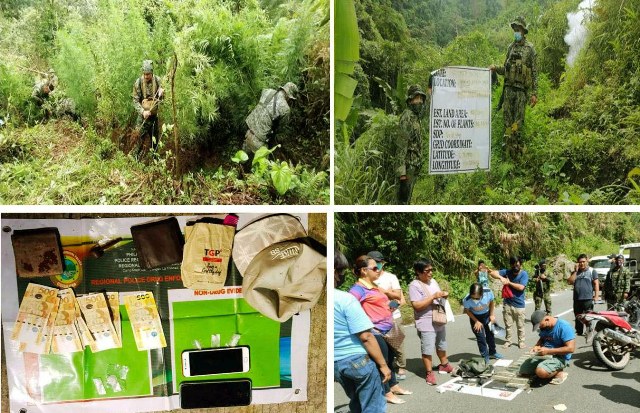 19 Drug personalities, busted; P700K MJ crops, eradicated