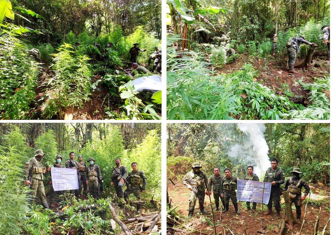 P6.2-M MARIJUANA PLANTS BURNED; DRUG SUSPECT BUSTED