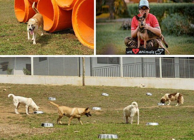 Woofy’s Project Hero salutes animal shelter heroes