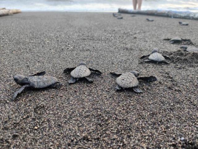 Aboitiz Land releases 331 pawikan hatchlings at Seafront Residences