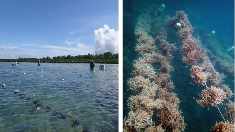 Seaweed as a Resilient Food Solution After a Nuclear War