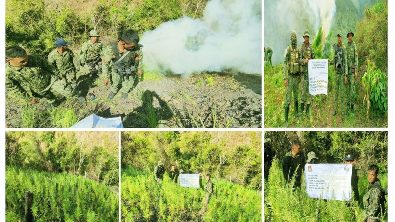 TWO DAYS DRUG OPS NETS OVER P21-M WORTH OF MARIJUANA PLANTS