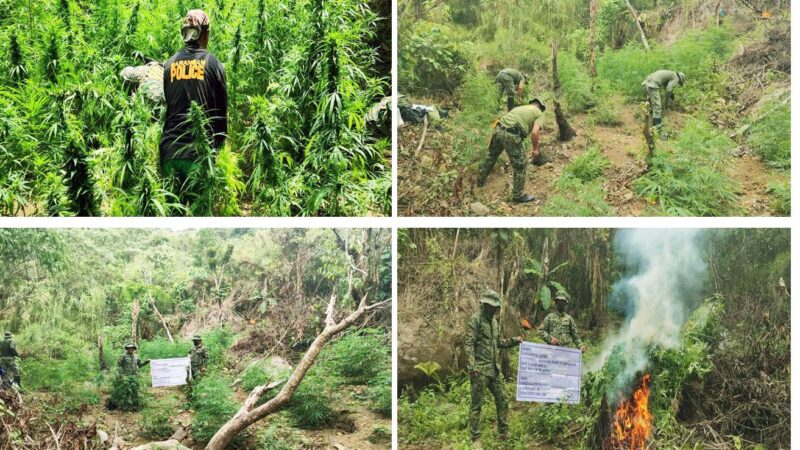 P200K WORTH OF MARIJUANA PLANTS BURNED IN BENGUET