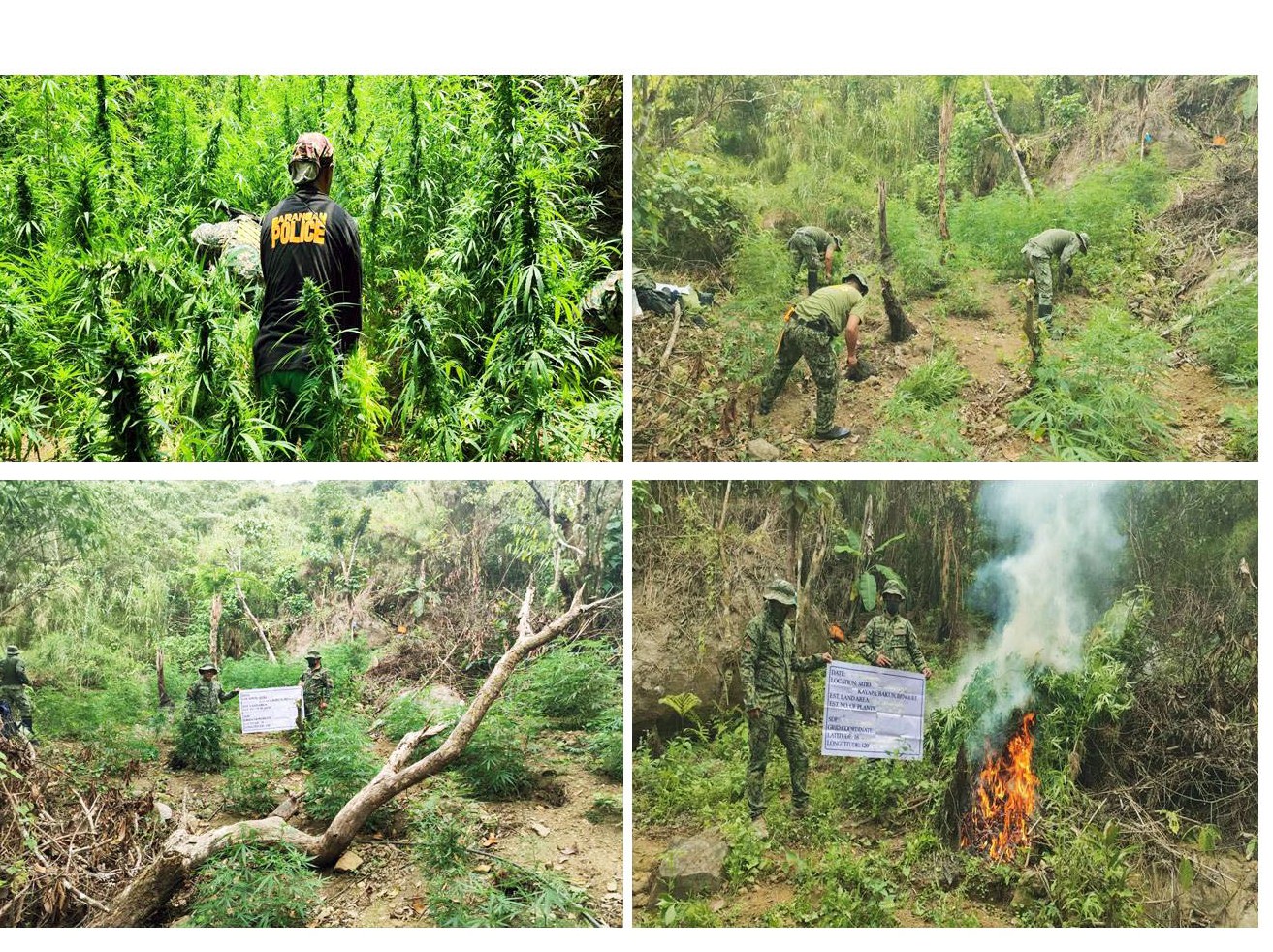 P200K WORTH OF MARIJUANA PLANTS BURNED IN BENGUET