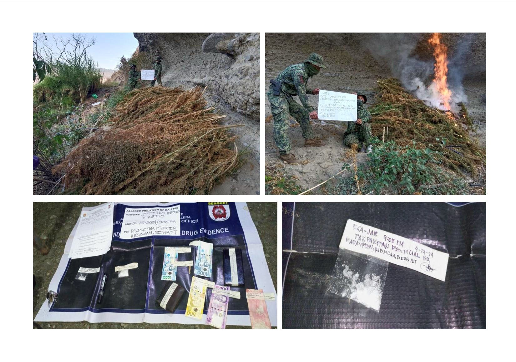 FARMER ARRESTED FOR SELLING ILLEGAL DRUGS; P7.2M WORTH OF MARIJUANA BURNED