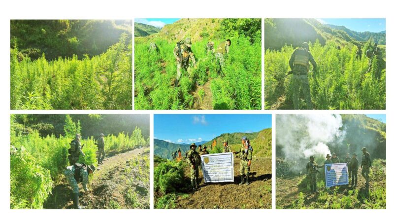 LUMIN-AWA COPS DISCOVER OVER P3M WORTH OF MARIJUANA PLANTS IN TINGLAYAN, KALINGA