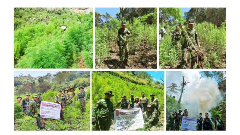 OPLAN HIGHLANDER SUCCESSFUL: P858.9 MILLION WORTH OF MARIJUANA BURNED IN KALINGA
