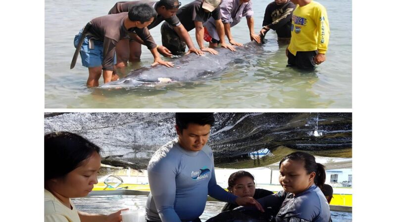 Latest PH Marine Mammal Stranding Hotspots and Species Stranding Status Entail Urgent LGU Response