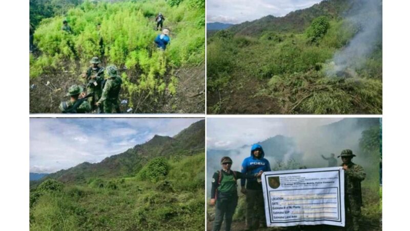 𝗟𝗨𝗠𝗜𝗡-𝗔𝗪𝗔 𝗖𝗢𝗣𝗦 𝗘𝗥𝗔𝗗𝗜𝗖𝗔𝗧𝗘 𝗢𝗩𝗘𝗥 𝗣𝟰-𝗠 𝗪𝗢𝗥𝗧𝗛 𝗢𝗙 𝗠𝗔𝗥𝗜𝗝𝗨𝗔𝗡𝗔 𝗣𝗟𝗔𝗡𝗧𝗦 𝗜𝗡 𝗞𝗔𝗟𝗜𝗡𝗚𝗔