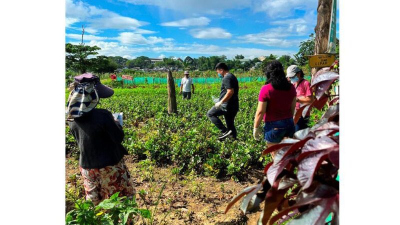 UP Researchers Investigate E. coli Levels in Urban Farm Vegetables