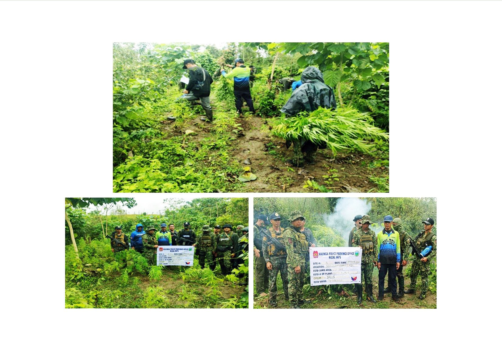 PRO CAR’s ANTI-ILLEGAL DRUGS OPS YIELDS COPS OVER P2.2M WORTH OF MARIJUANA PLANTS IN BENGUET AND KALINGA