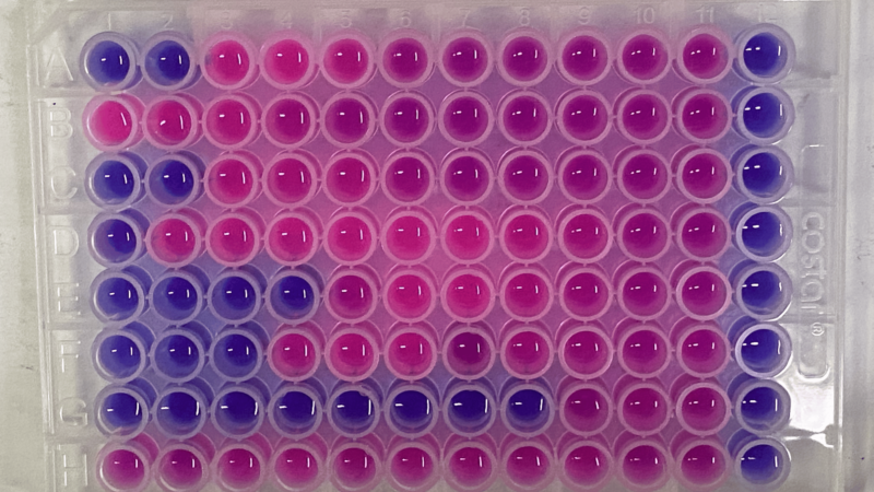 UP Scientists Explore Alanine’s Effect on Spider Venom Antimicrobial Peptide