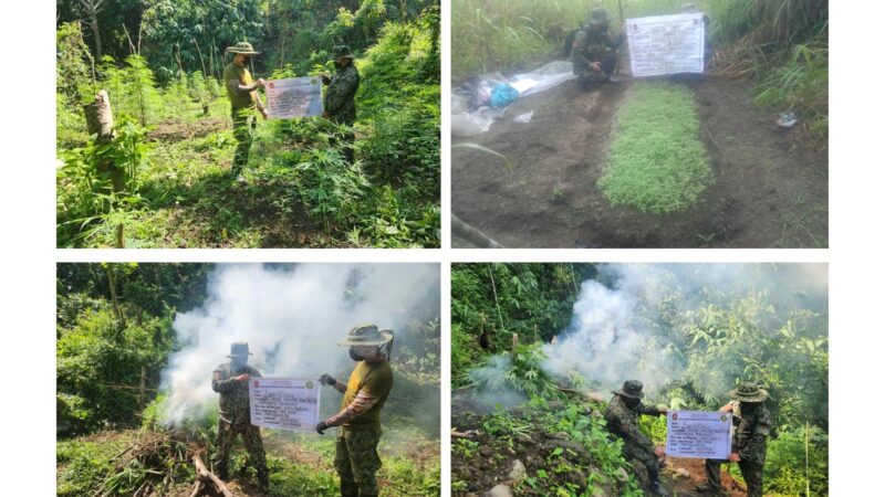 P350K na Halaga ng Tanim na Marijuana, Sinunog sa Benguet