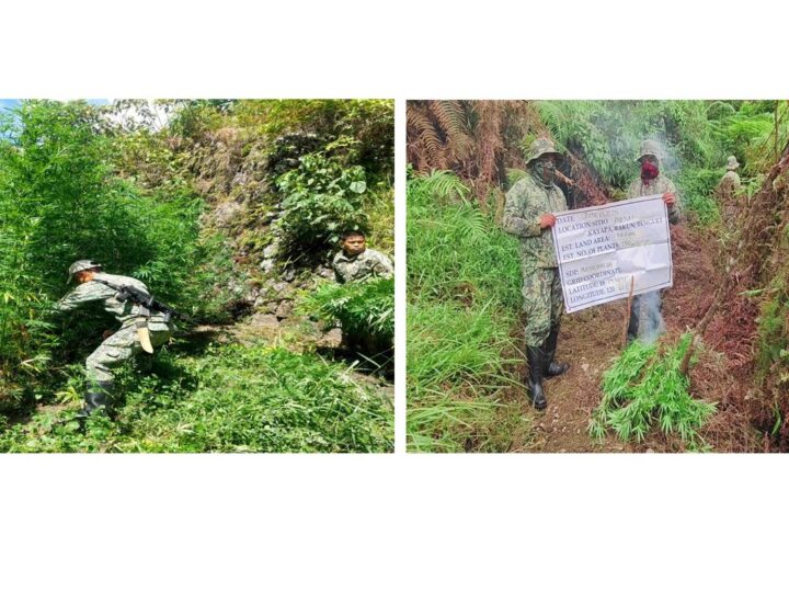 Anim na plantasyon natuklasan; P1M na halaga ng mga tanim na Marijuana, sinunog