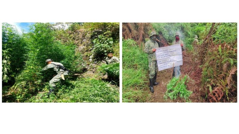 Anim na plantasyon natuklasan; P1M na halaga ng mga tanim na Marijuana, sinunog
