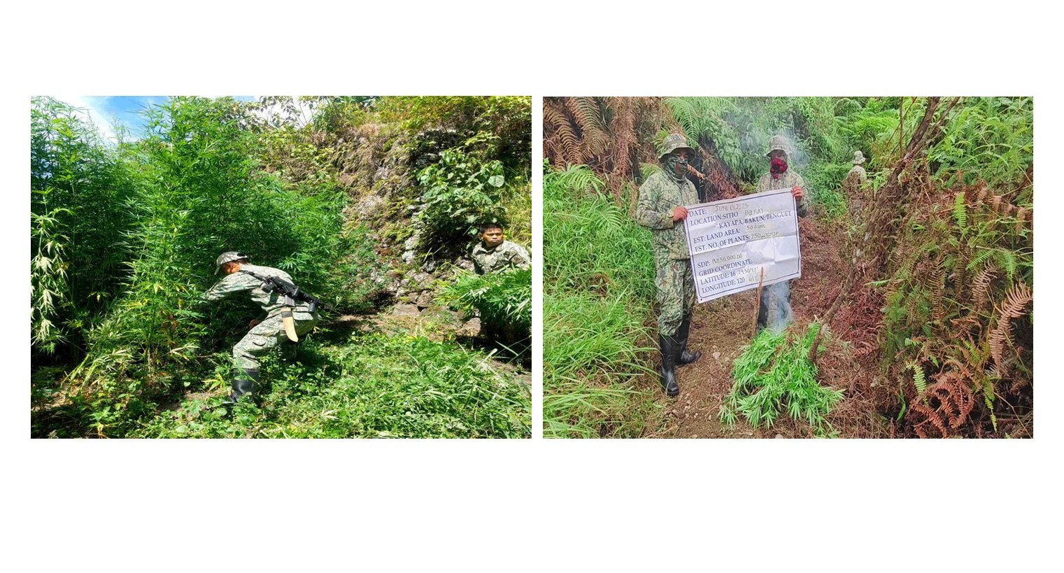 Anim na plantasyon natuklasan; P1M na halaga ng mga tanim na Marijuana, sinunog