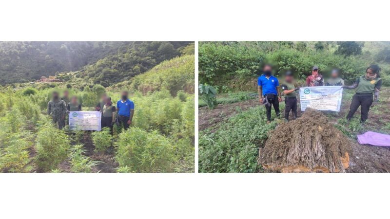 P9.6 milyong halaga ng Marijuana ang sinunog sa Kalinga