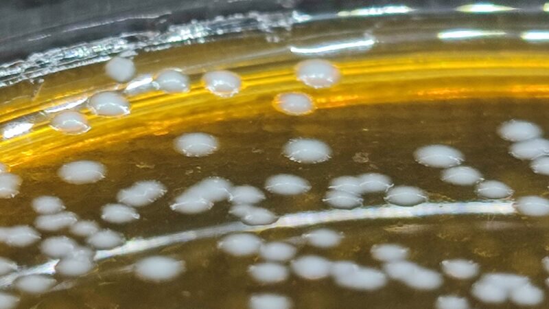UP Study Reveals Insights on the Probiotic and Antifungal Benefits of Bacteria in Burong Isda