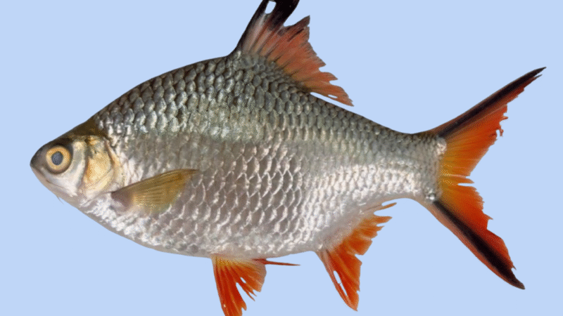 Ateneo biologists warn against new alien fish in Laguna de Bay