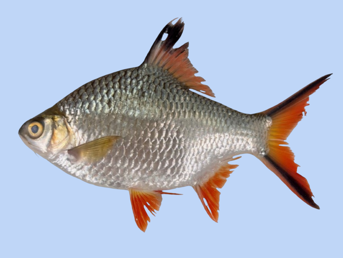 Ateneo biologists warn against new alien fish in Laguna de Bay