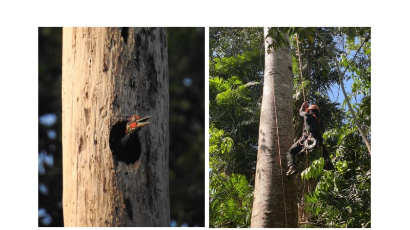 Biologists Assess Importance of Tree Cavities for Forest Birds in Subic, Philippines