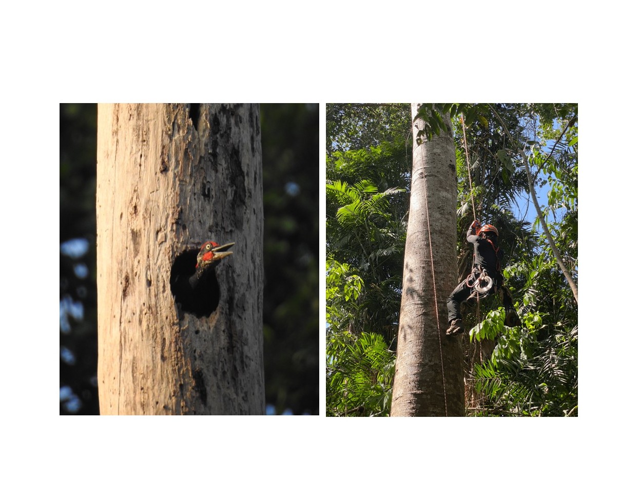 Biologists Assess Importance of Tree Cavities for Forest Birds in Subic, Philippines