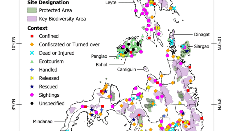 Recent UP Study Finds Social Media a Valuable Tool for Understanding Philippine Tarsiers