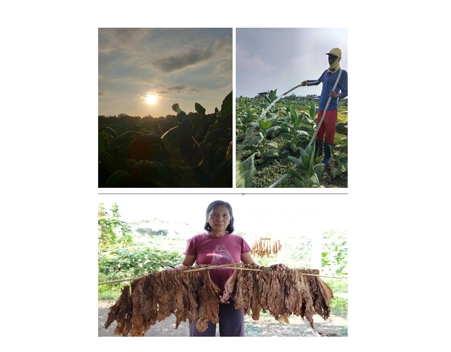 “Seeds of Hope: A Farmer’s Unwavering Promise”