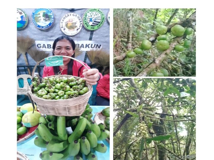 Sapuan: Benguet’s Rare Indigenous Treasure