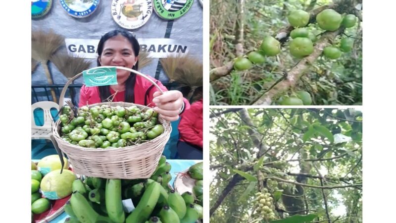 Sapuan: Benguet’s Rare Indigenous Treasure