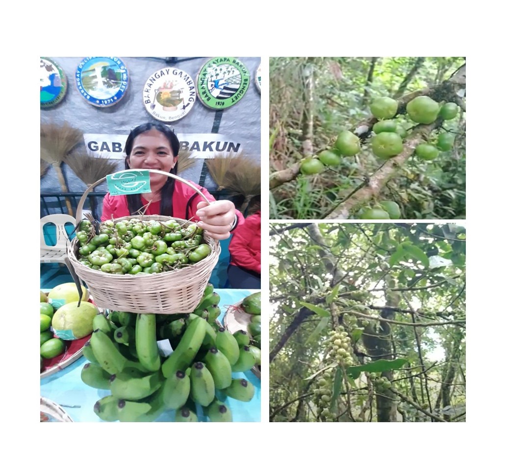 Sapuan: Benguet’s Rare Indigenous Treasure