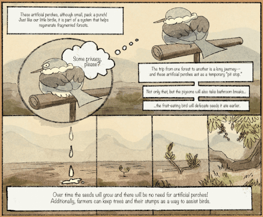 Bird poop to the rescue: Using bird perches for forest regeneration
