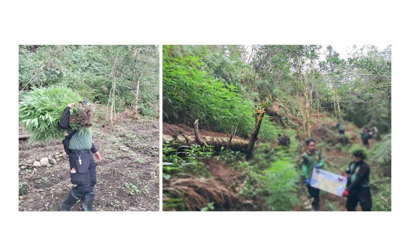 AUTHORITIES STILL AT WORK TO END ILLEGAL GROWS IN BENGUET