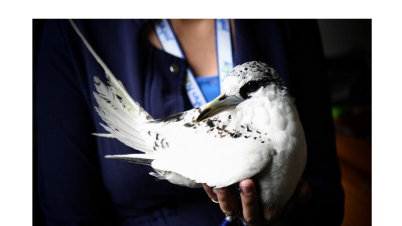 Juvenile Red-tailed Tropicbird Rescued on Camp John Hay’s Yellow Trail