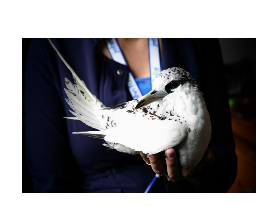 Juvenile Red-tailed Tropicbird Rescued on Camp John Hay’s Yellow Trail