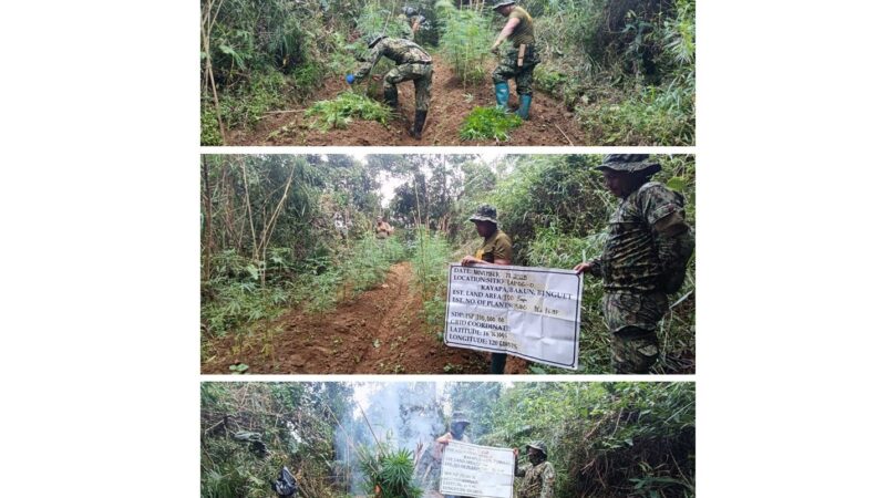 Mahigit P3.3M na Halaga ng Marijuana, Nadiskubre sa Benguet