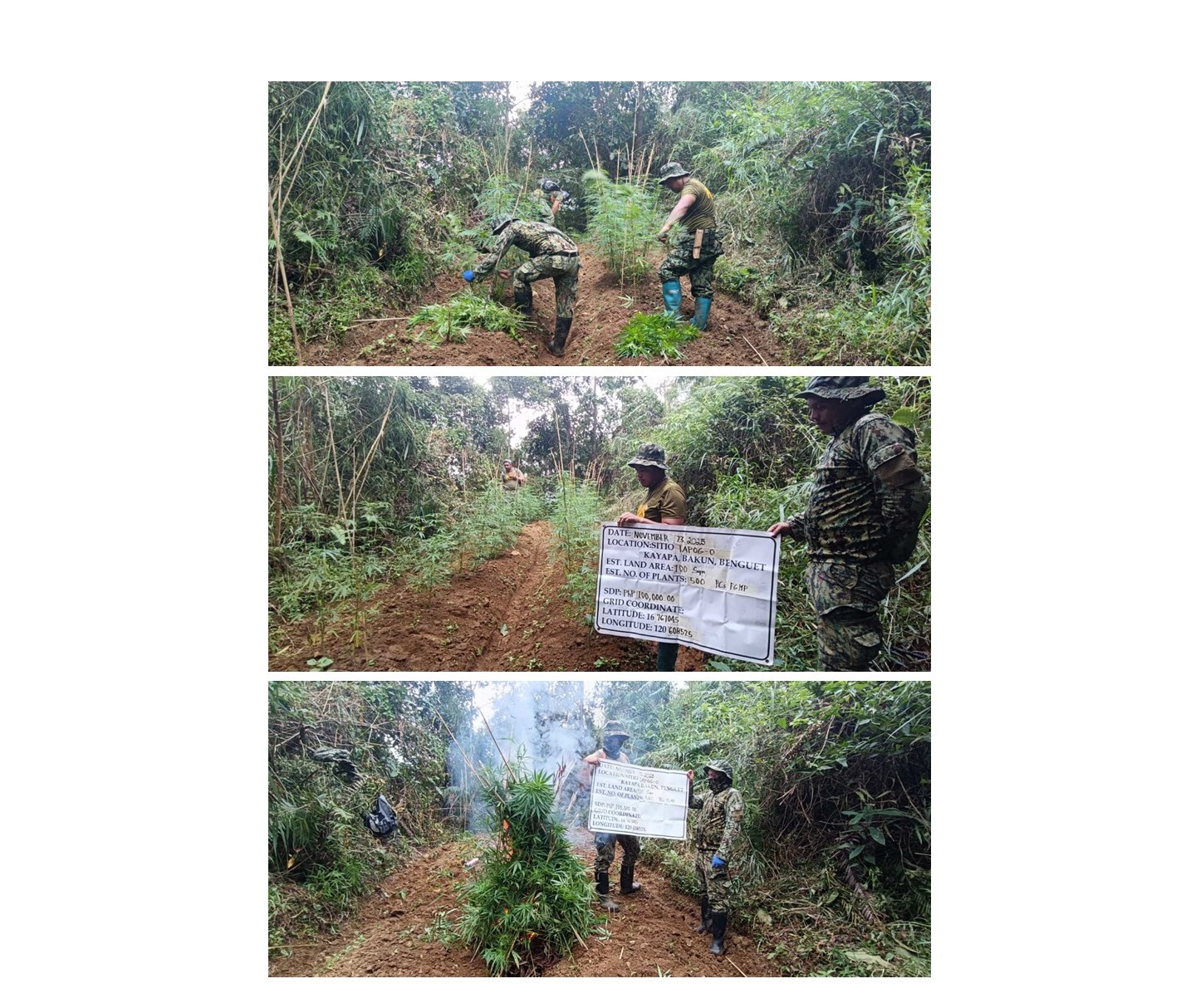 Mahigit P3.3M na Halaga ng Marijuana, Nadiskubre sa Benguet