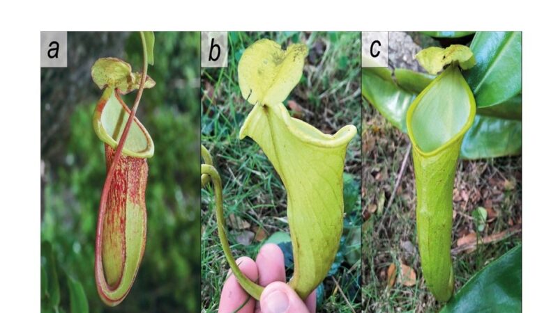 Newly discovered Philippine pitcher plant already in danger from climate change, poaching